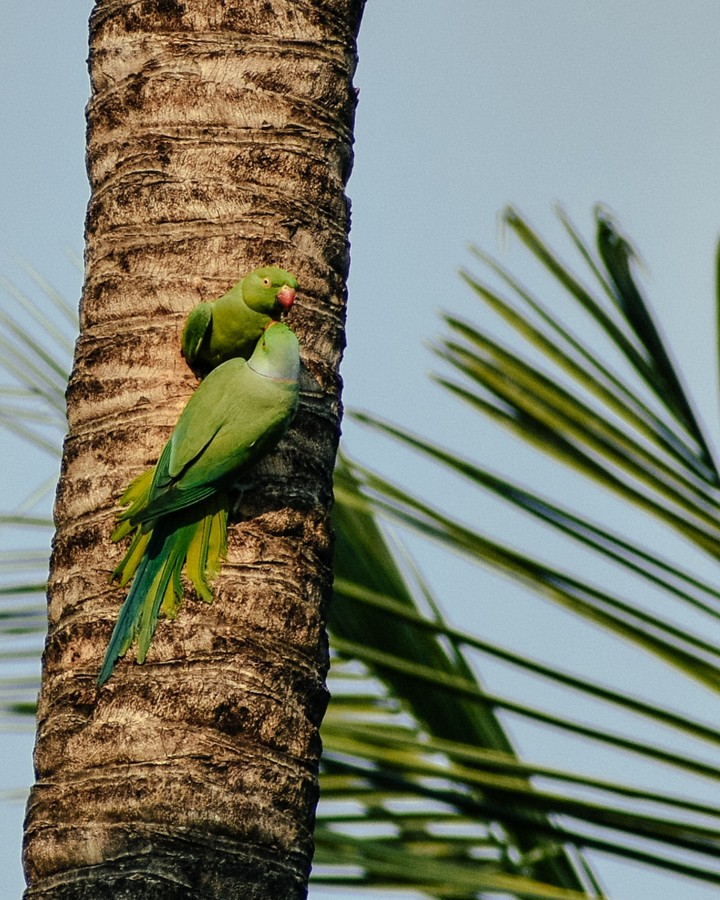green parrots with love