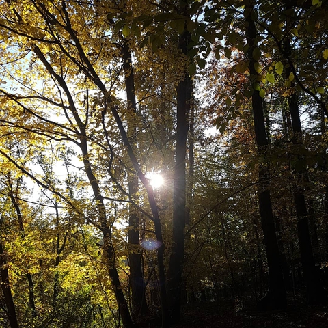 beautiful sun