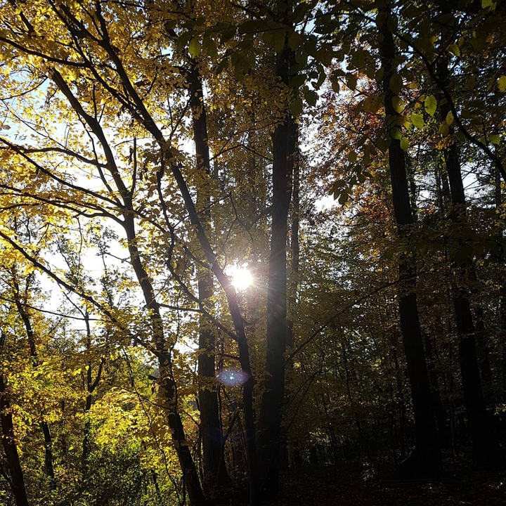 beautiful sun