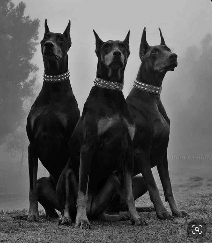 Photo of Dogs
