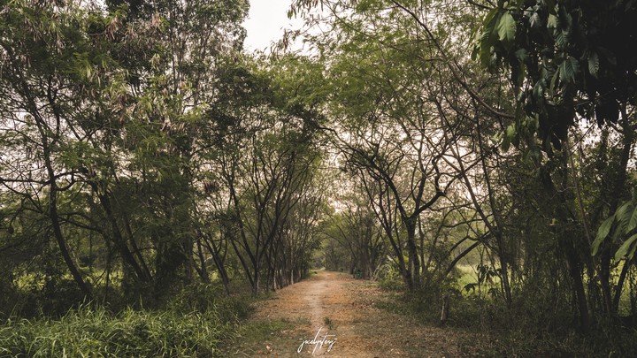 nature