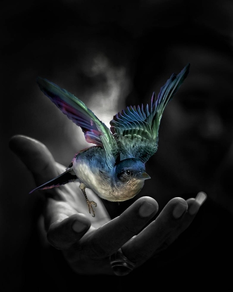 bird
