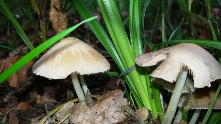 2 paddestoelen