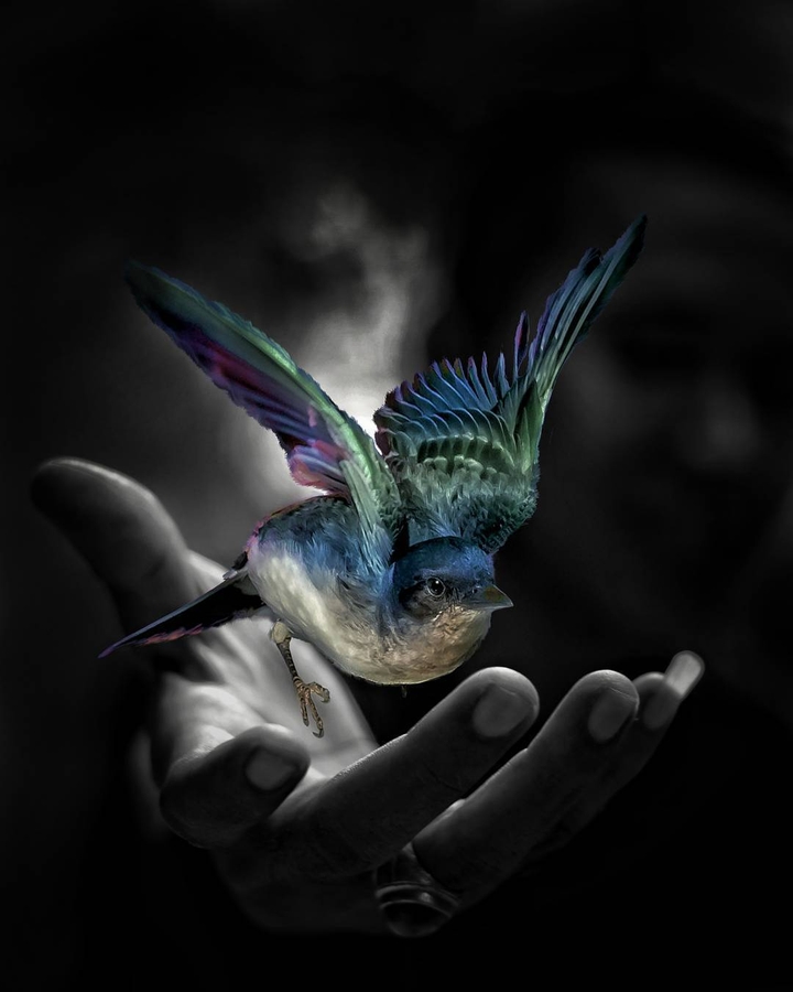 bird