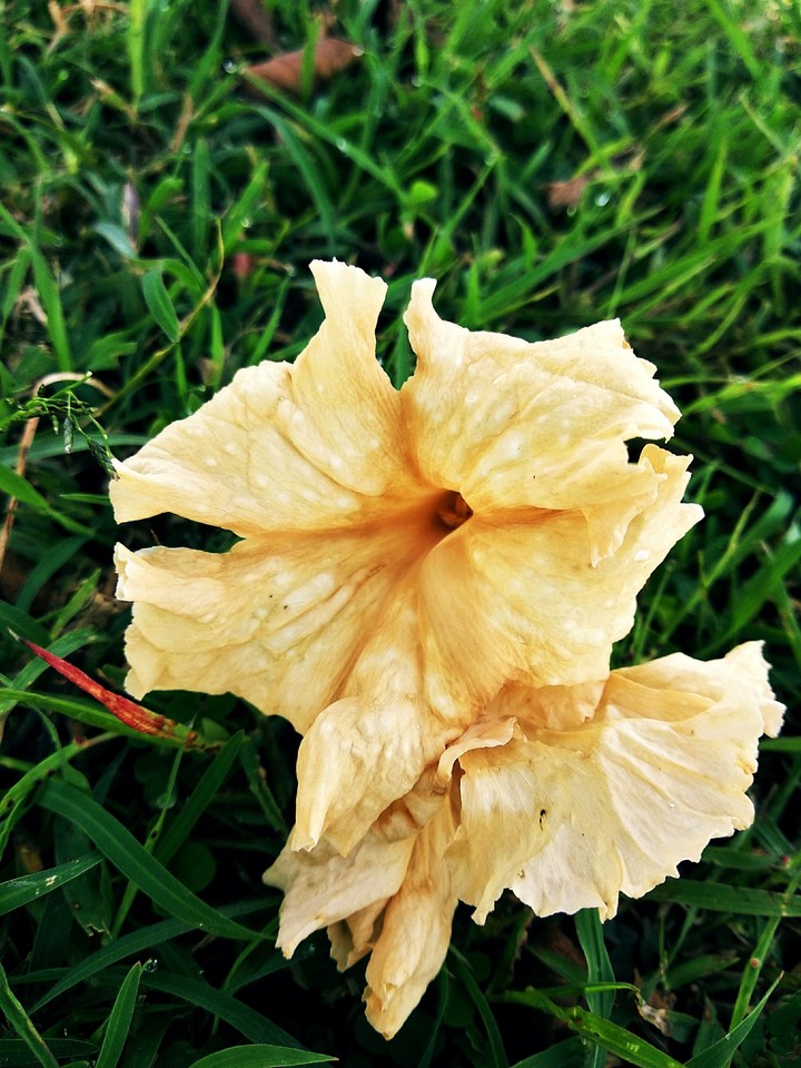 brown flower