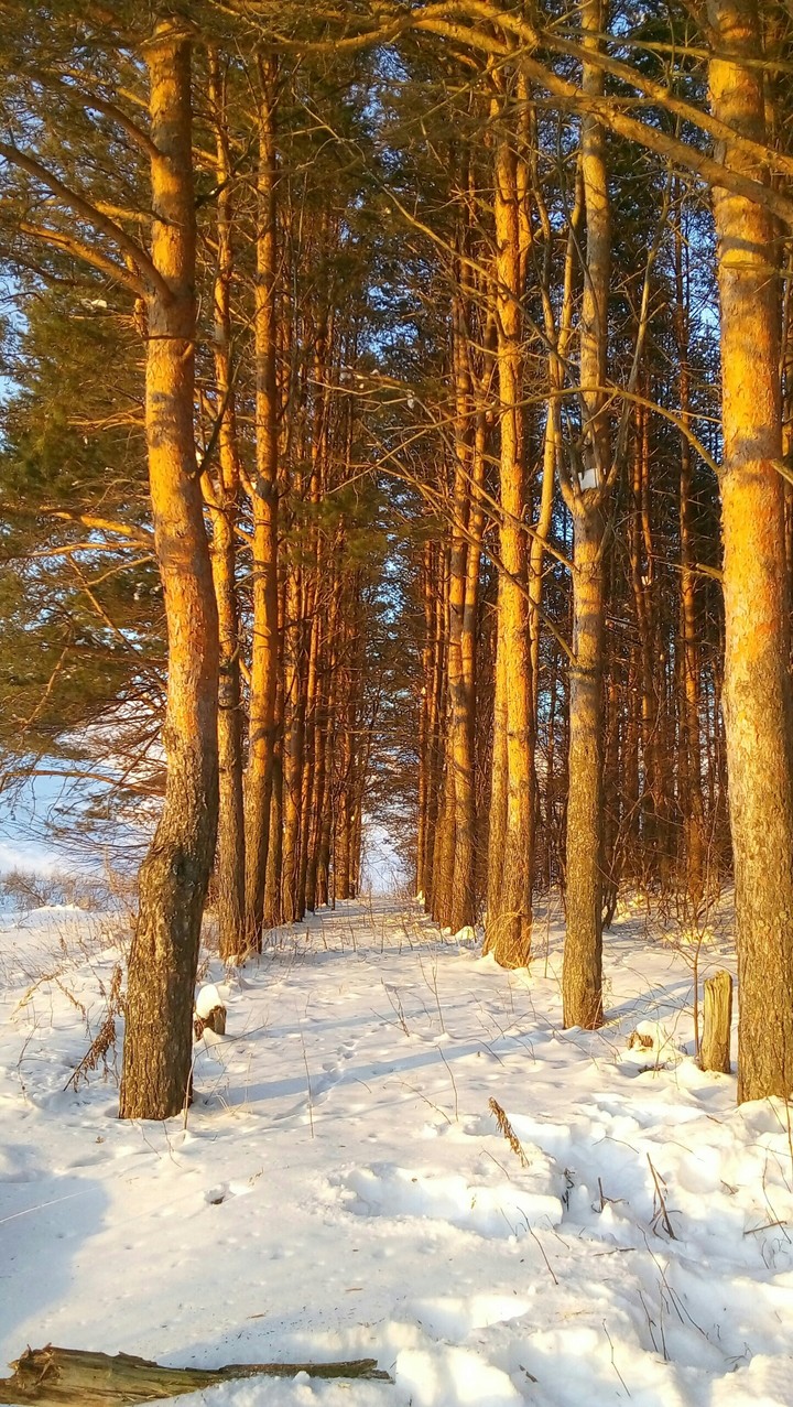 Trees