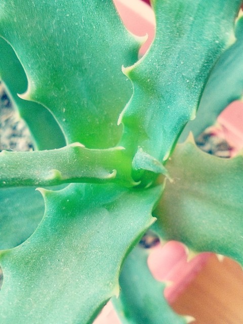 papéis de parede happy, plant