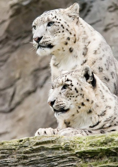 wildlife, fauna achtergronden
