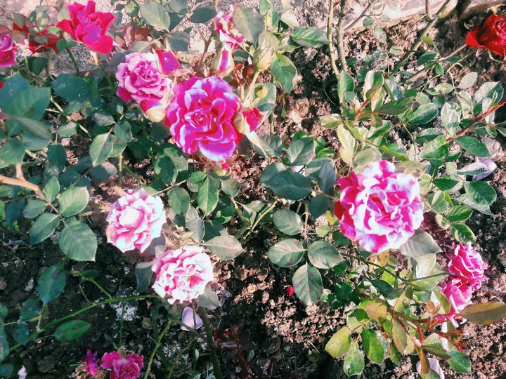 Pink and white