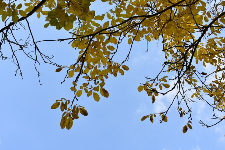 fall