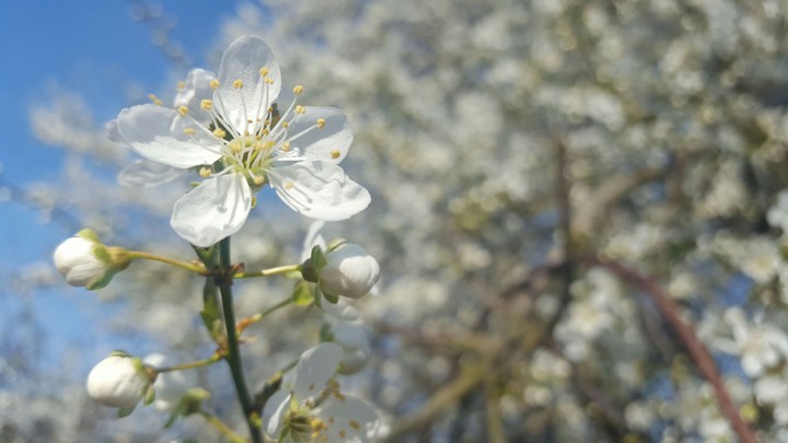 Frühling
