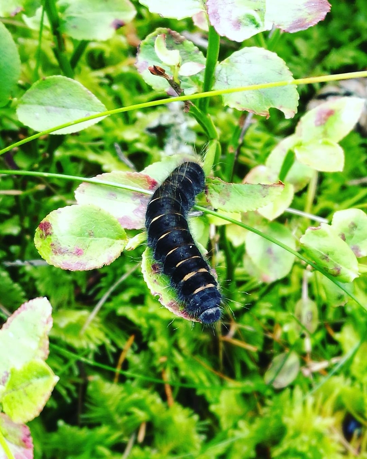 Mr. caterpillar 