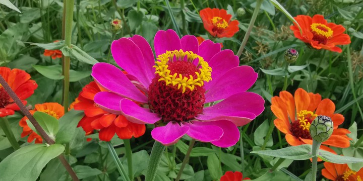 flower close sight