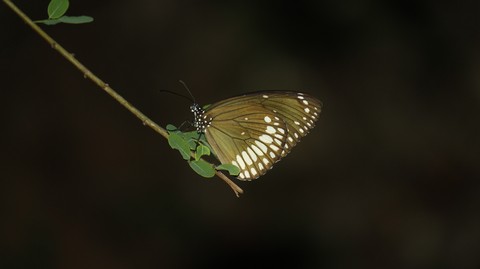 pramesh popz Photography