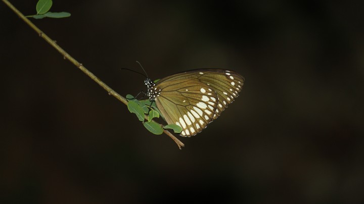 pramesh popz Photography