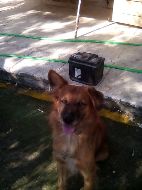my dog