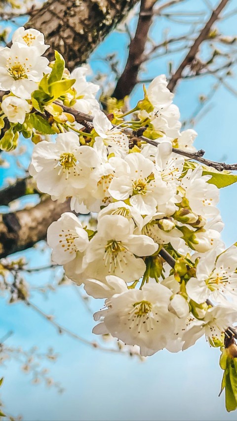 Spring