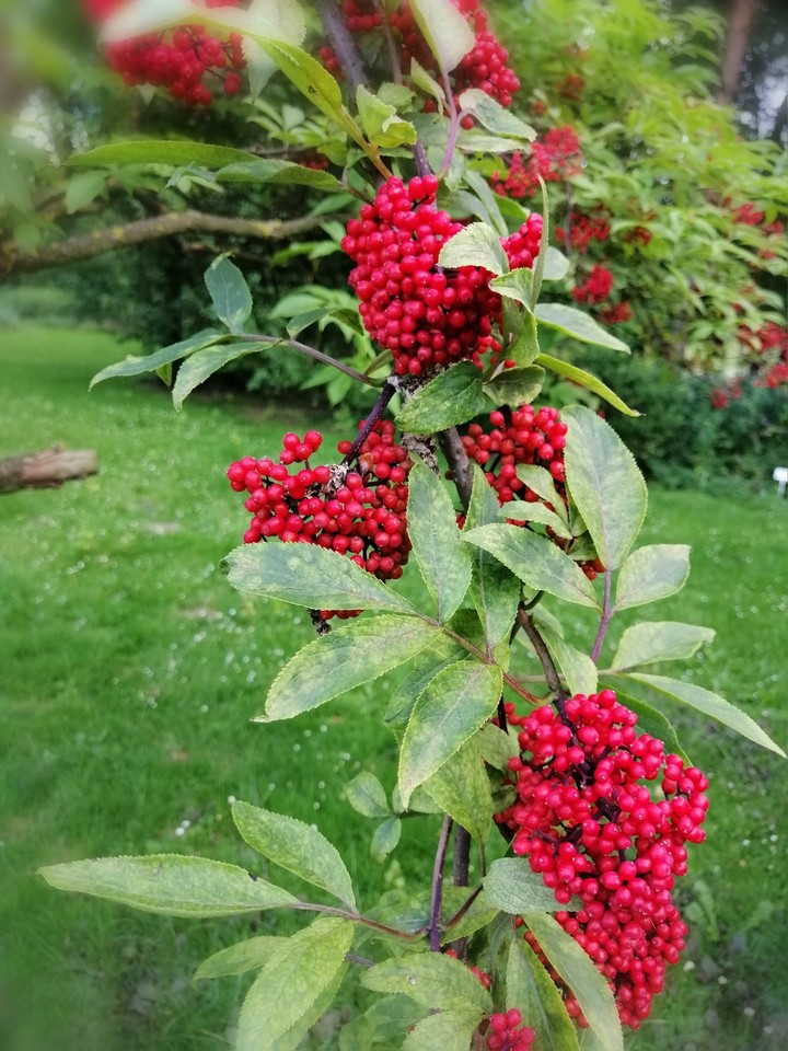 Shrub