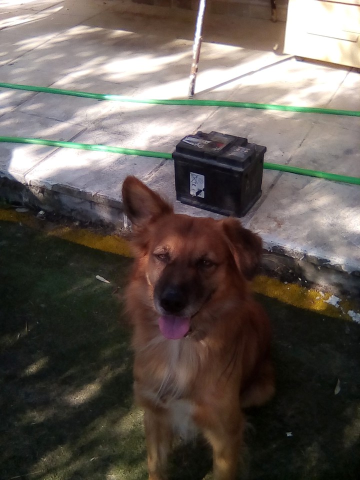 my dog