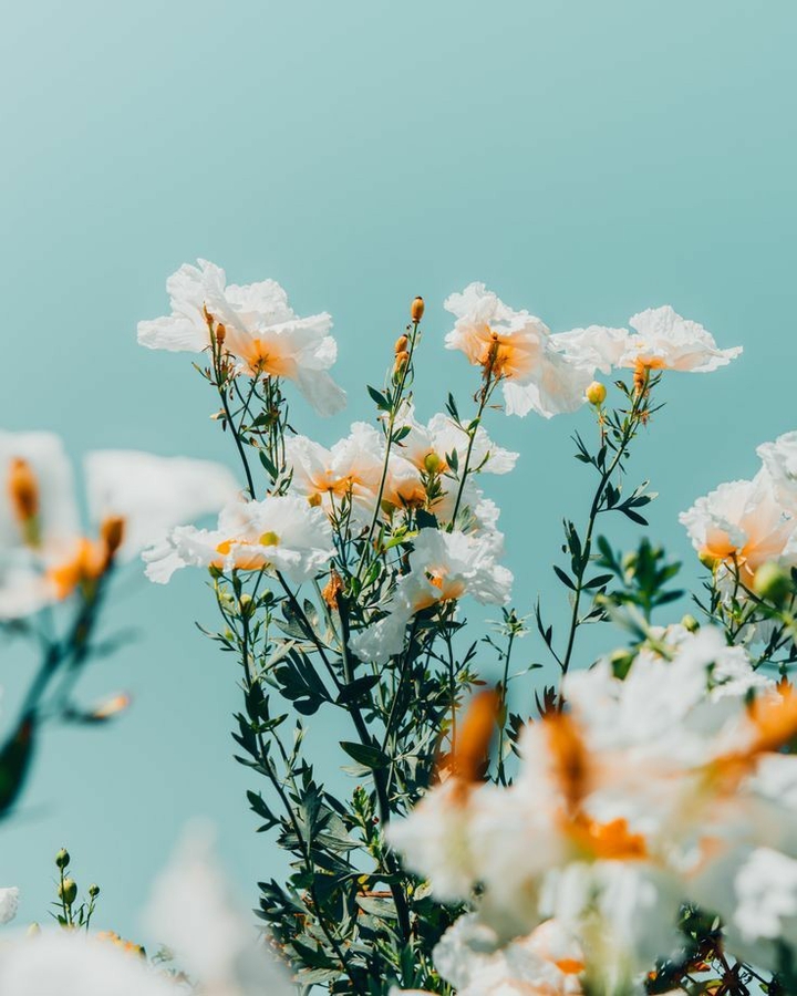 flowers