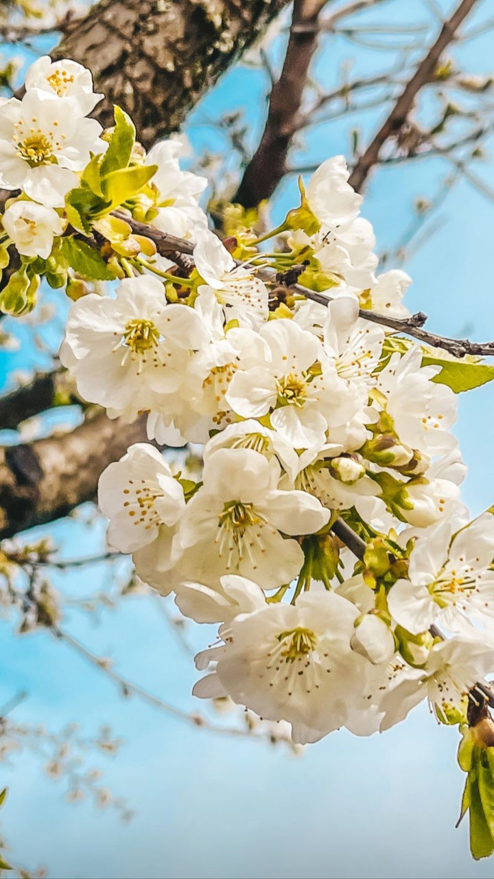 Spring