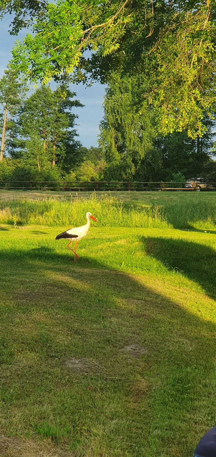 Stork