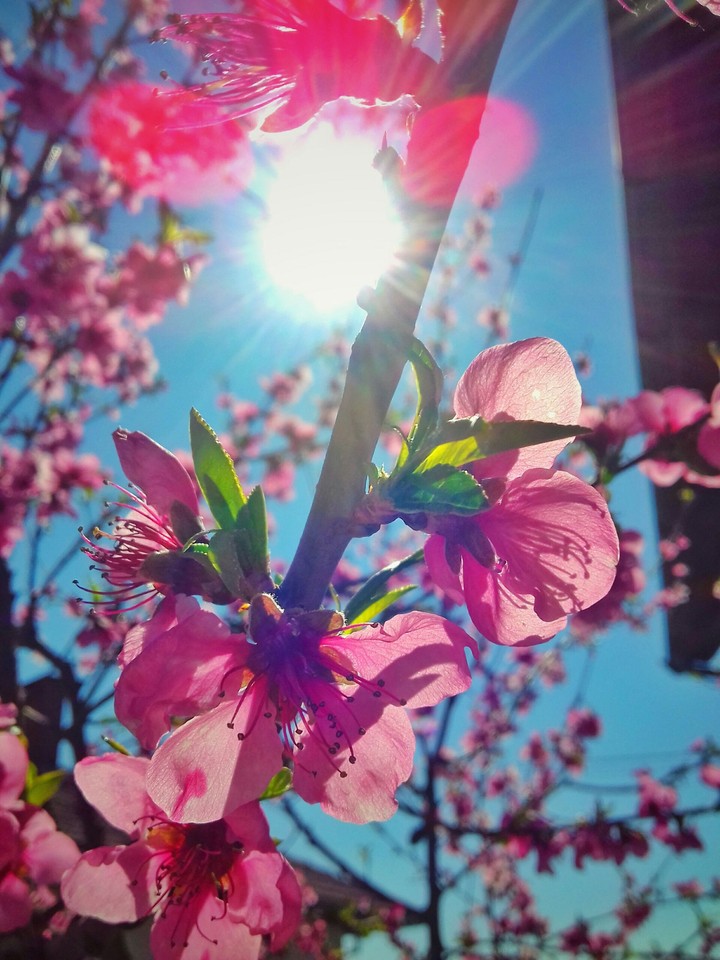 Blossom