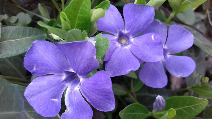 spring