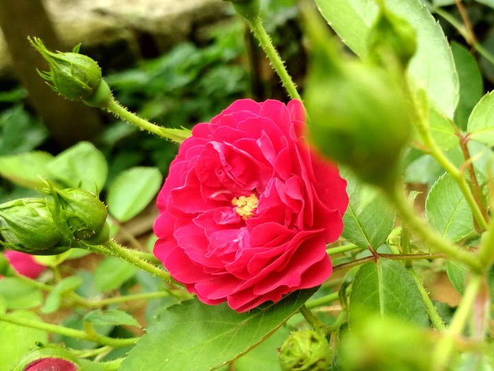 Flower