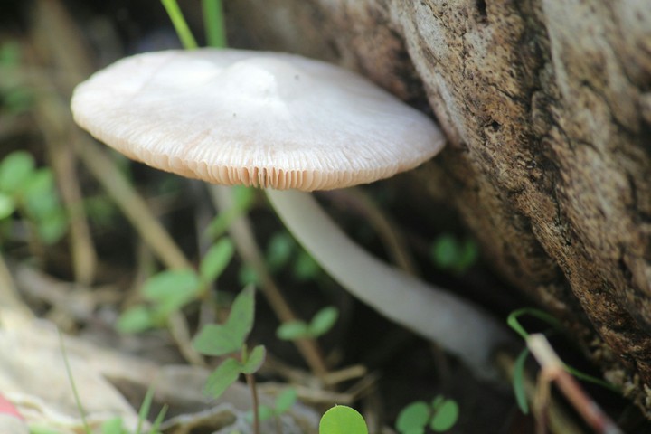 Mushroom..