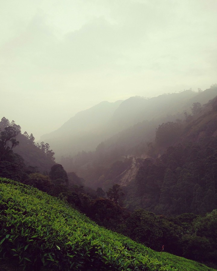 nature