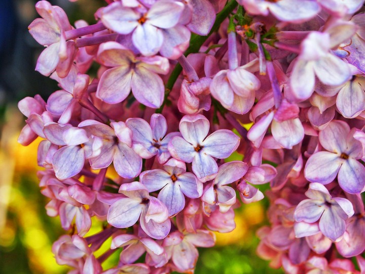 lilac