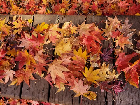 Maple, leaf duvar kağıtları
