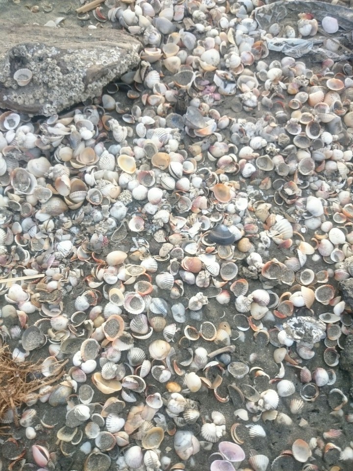 sea