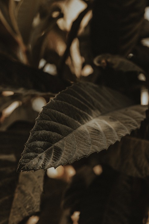 black-and-white, branch壁纸