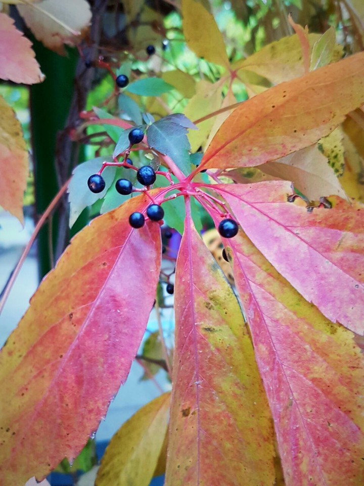 Nature