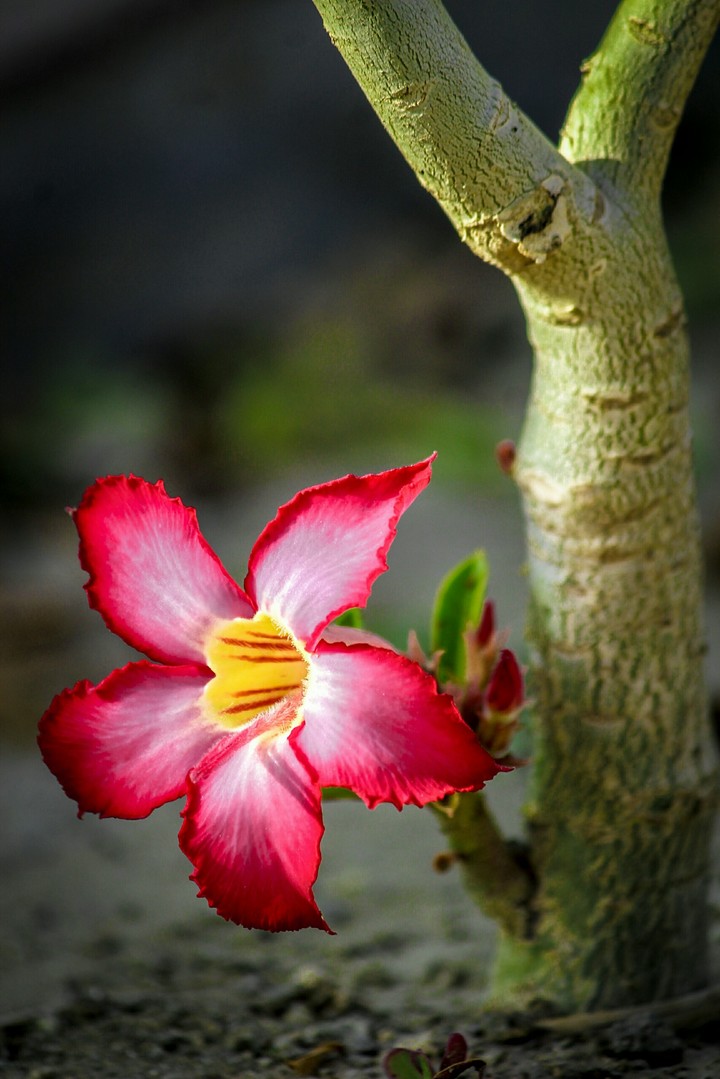 the beautiful flower of the nature.