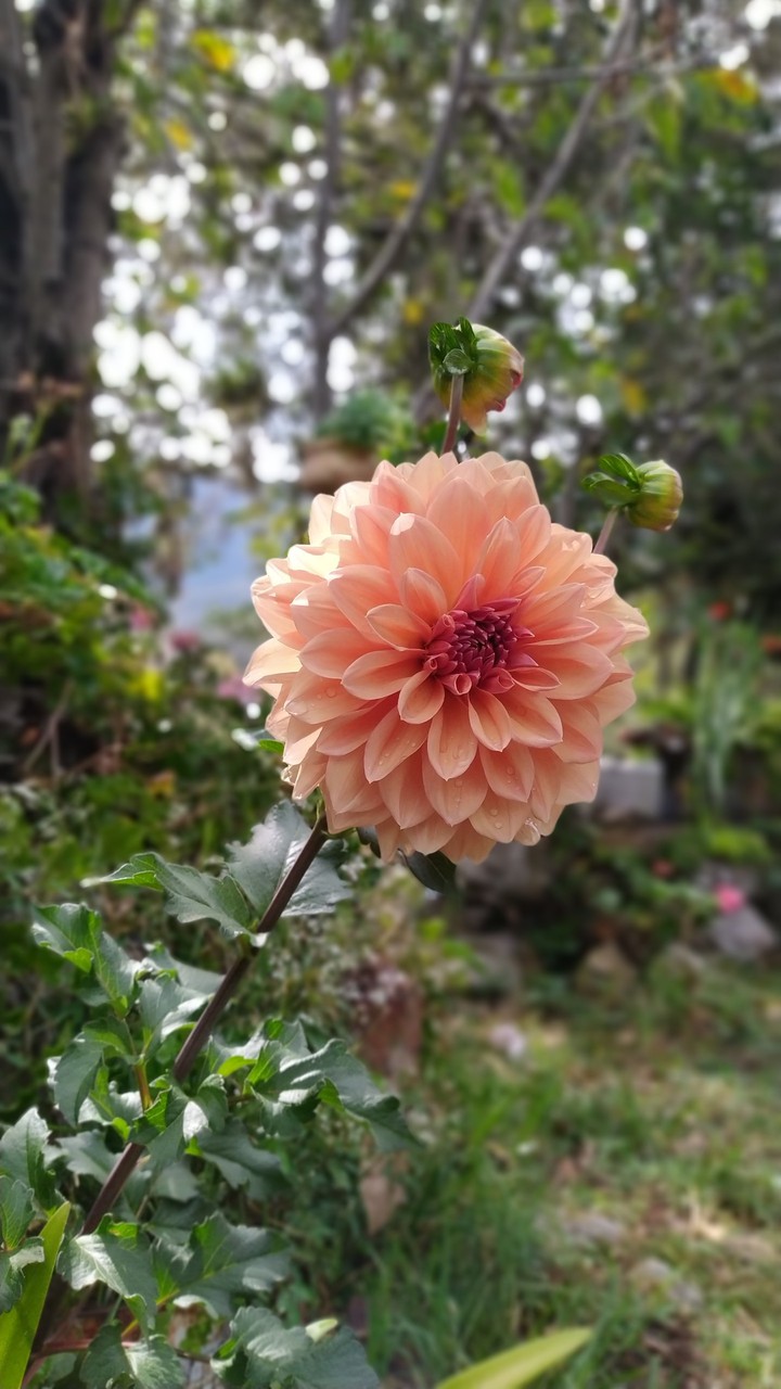Dalia