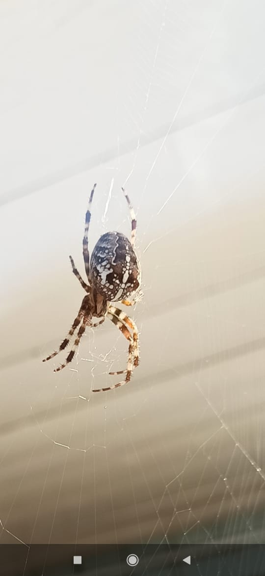 spider