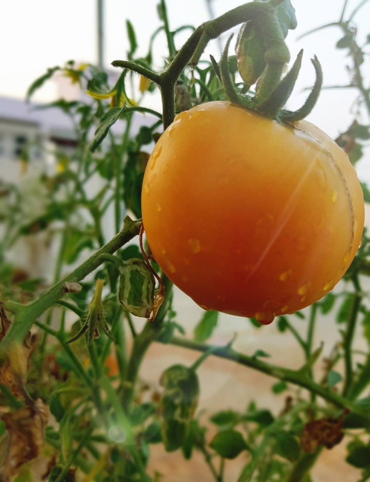 a tomato about to ripen...