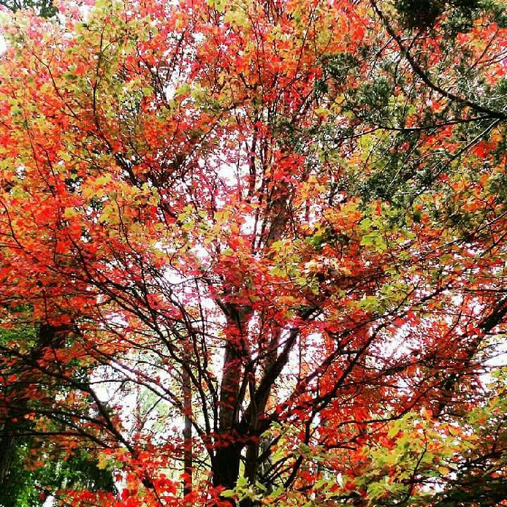 Fall colors