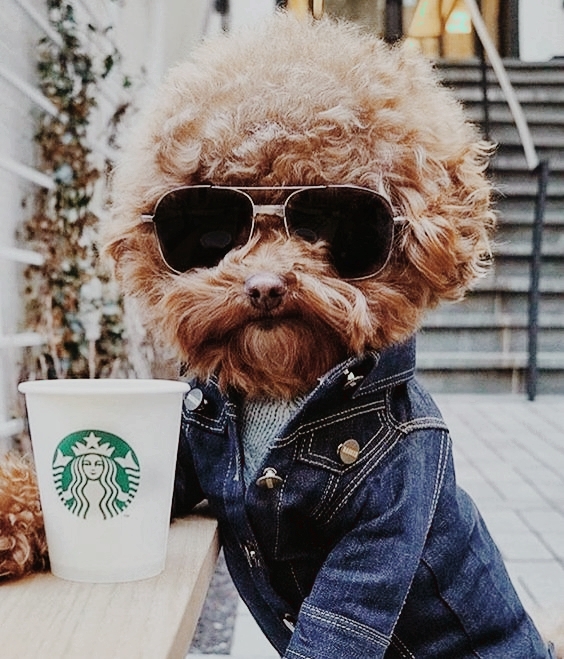 dogs love cofe