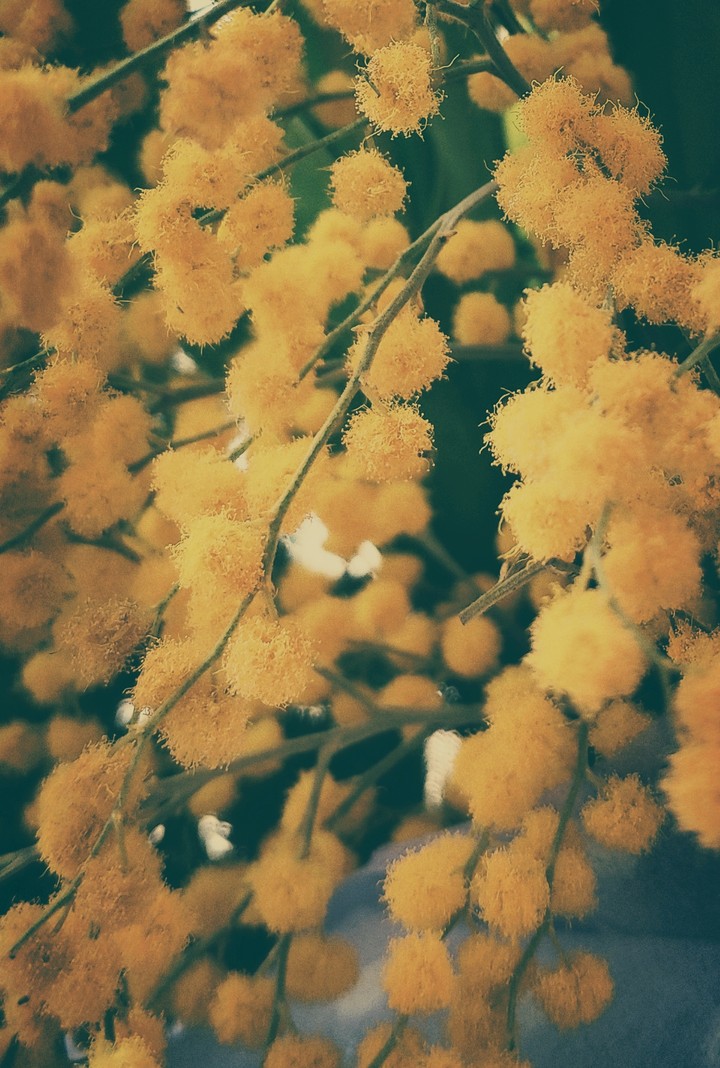 Mimosa