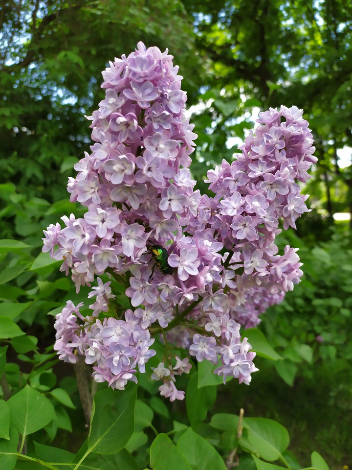 spring