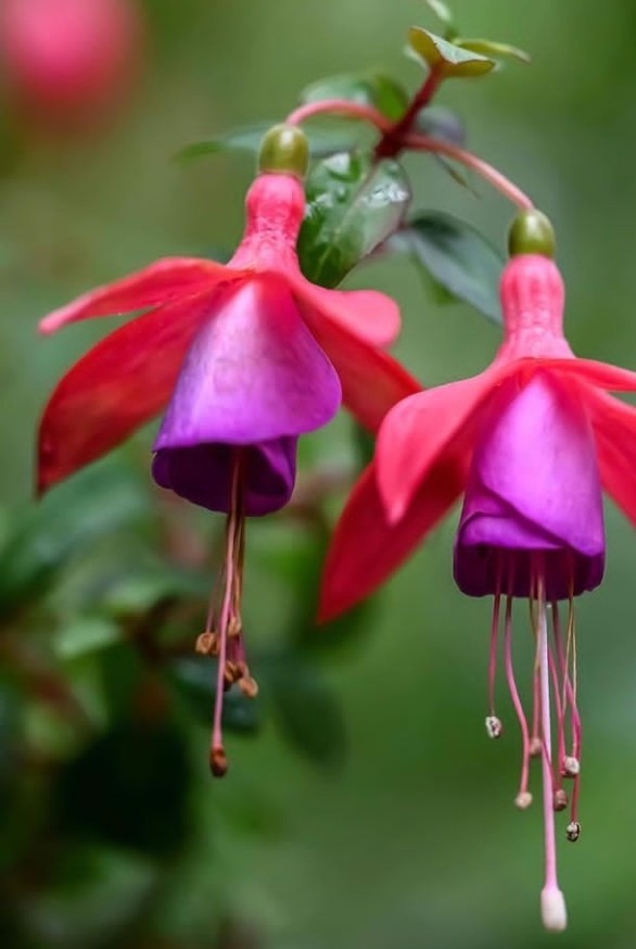 Fuchsia