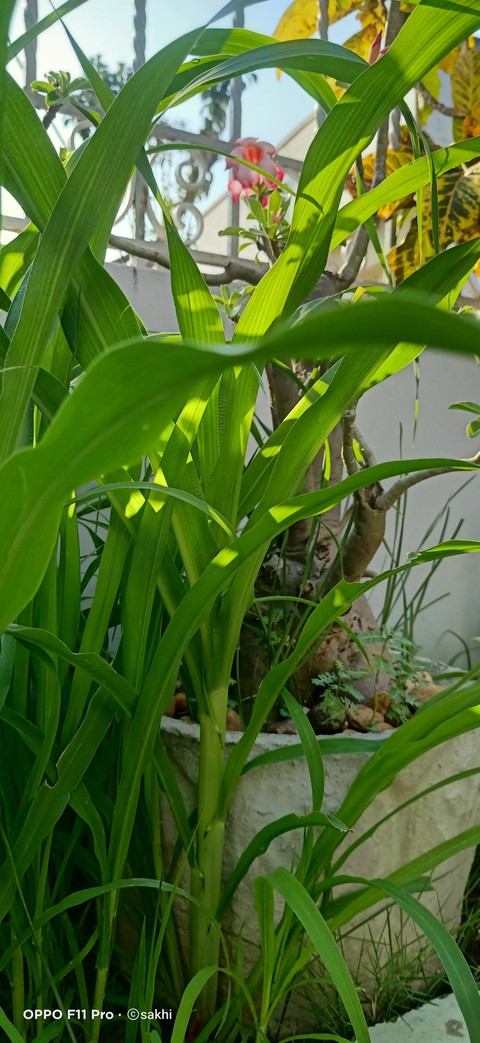 hình nền grass, plant