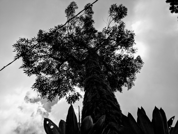 Tall Tree