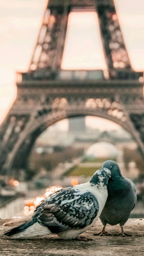 sfondi bird