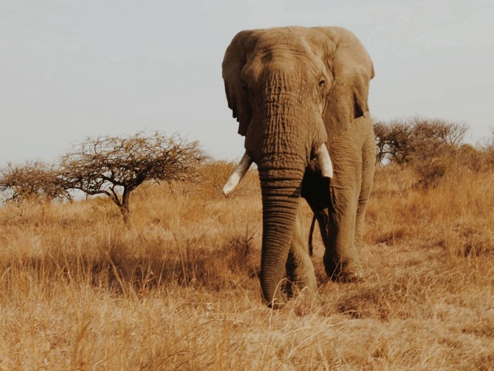 Elephant