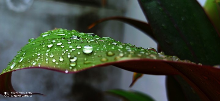 Rain drops❣️